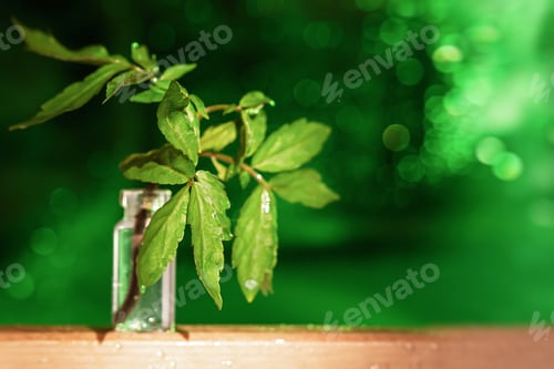 Preview: A green leaf in a glass vase on a green bright blurred background with bokeh.