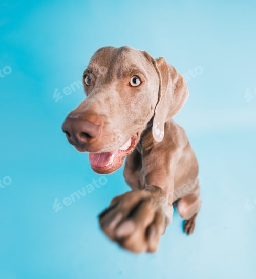 Preview: Weimaraner dog looking surprised reaching out paw