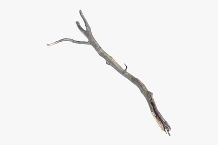 Preview: Weathered Fallen Branch with Twigs