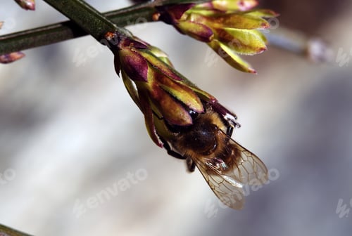 Preview: Macro shot of a bee pollinating a winter jasmine