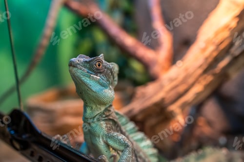 Preview: a big green lizard gets dressed up to the glass of the terrarium and watches what is happening