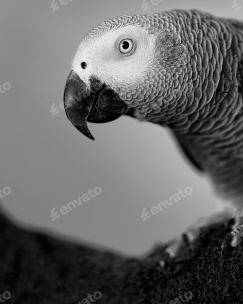 Preview: Close-up portrait of a gray parrot in black and white.