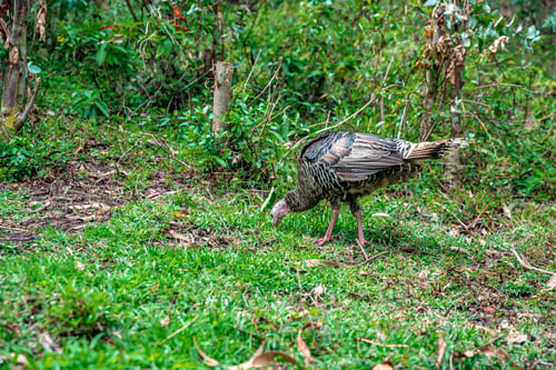 Preview: turkey in farm yard in nature