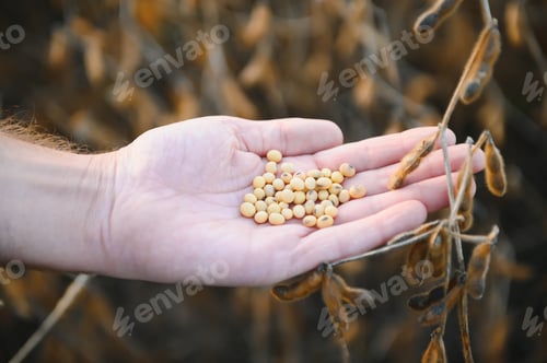 Preview: Glycine max. soy in hand. elite soybeans in the farmer's hand, holding his fingers.