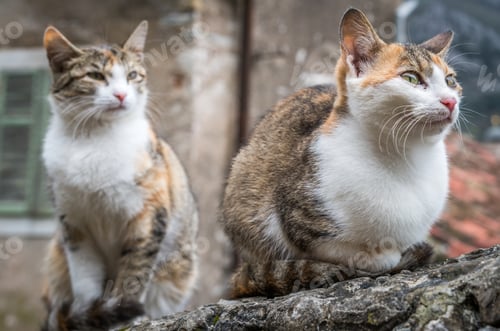 Preview: Cute cats sitting on a stone stairs
