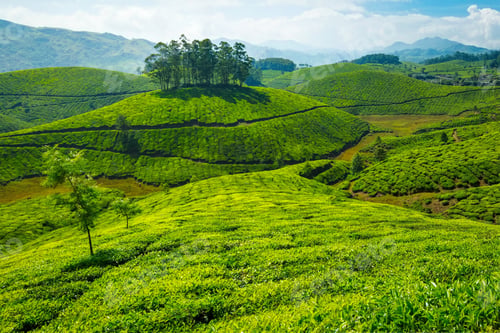 Preview: Tea plantations, India