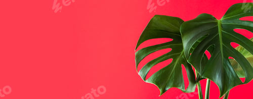 Preview: Green leaves of monstera deliciosa on colorful pink background. Trendy tropical plant.