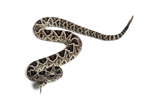 Preview: western diamondback rattlesnake or Texas diamond-back, venomous snake against white background