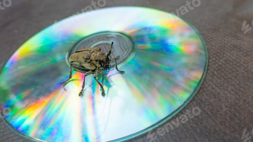 Preview: Macro shot of Longhorn beetle - Cerambycidae - sitting on a CD