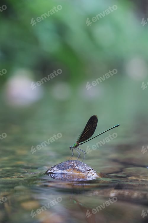 Preview: butterfly on the nature