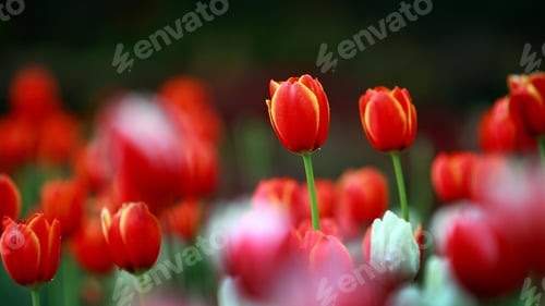 Preview: Tulips, petal, lovely, wallpaper, background