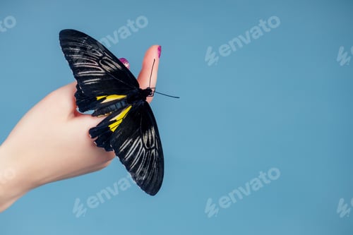 Preview: beautiful nude woman on blue background.girl and a beautiful butterfly