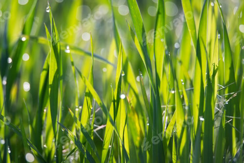 Preview: Green grass and drops of morning dew