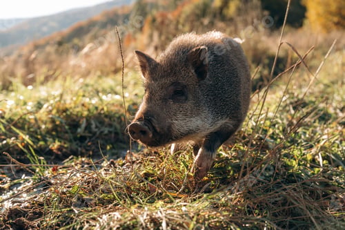 Preview: Wild boar is outdoors on the field