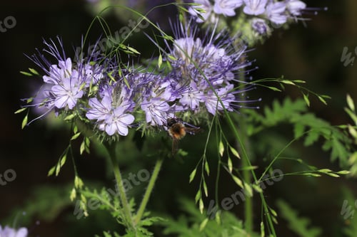 Preview: Selective focus shot of a bee on lacy phacelia flowers