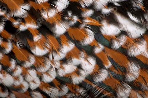 Preview: Close-up of Tollbunt tricolor Polish chicken feathers, 6 months old