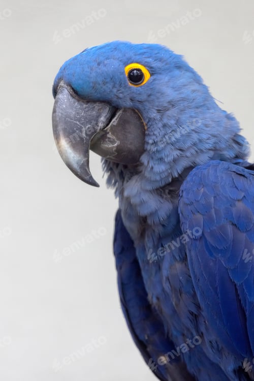 Preview: hyacinth macaw bird, Anodorhynchus hyacinthinus