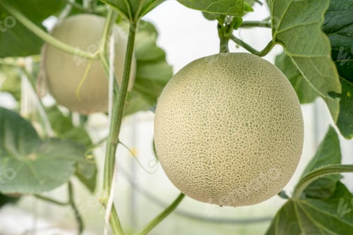 Preview: green orgranic melons fruit or cantaloupe in melons farm plant green house.