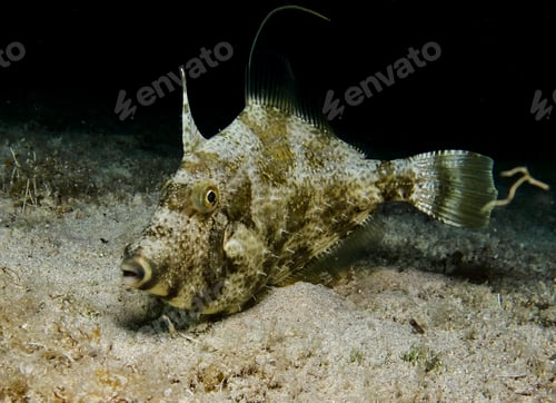 Preview: Grey triggerfish