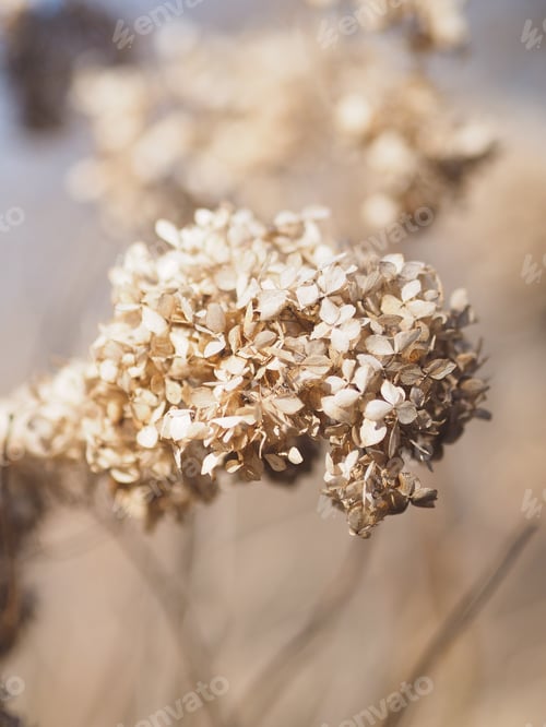 Preview: A close up of dried hyndrangea heads in sunny autumn day, no people.
