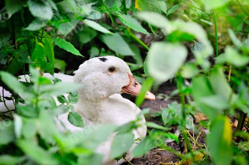 Preview: Adult home white duck sitting in the tall green grass