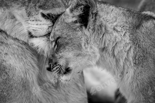 Preview: Close up of a Lion cub's face cuddling.