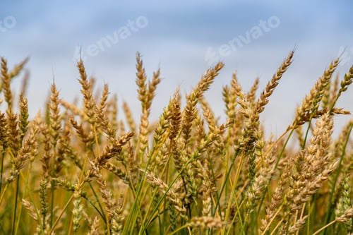 Preview: Gold wheat field. Growth nature harvest. Agriculture farm.