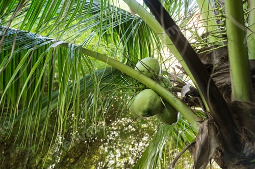 Preview: palm leaves in the park