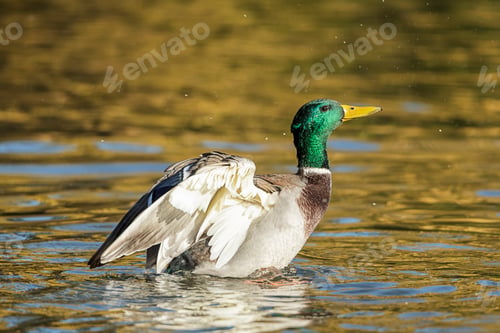 Preview: Mallard flapping its wings.