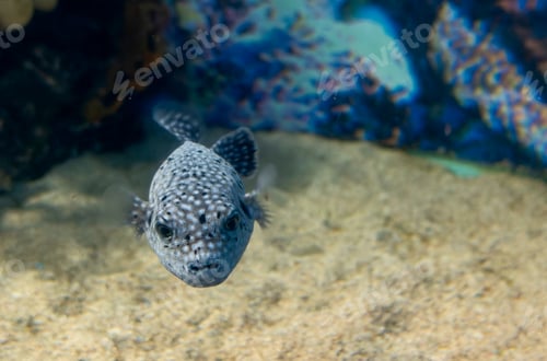 Preview: black white spotted puffer fish Arothron meleagris