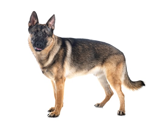 Preview: young german shepherd
