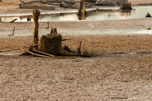 Preview: Barren Landscape with Cracked Earth and Tree Stumps