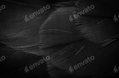 Preview: black hawk feathers with visible detail. background or texture