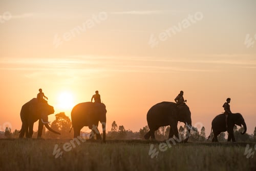 Preview: Elephant at sunrise in Thailand