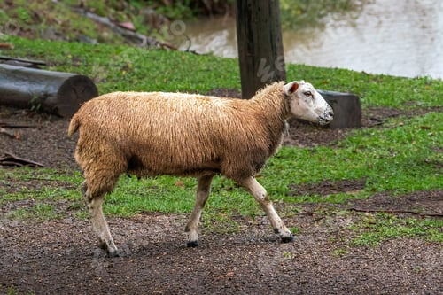 Preview: White Sheep on a farm