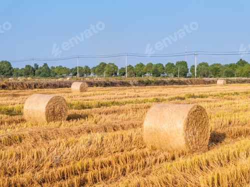 Preview: rice paddies landscape after autumn harvest