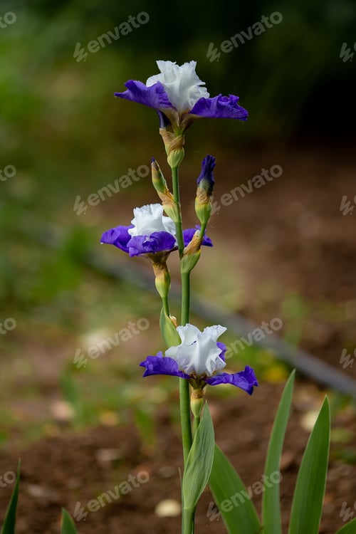 Preview: Beautiful varietal irises in the garden