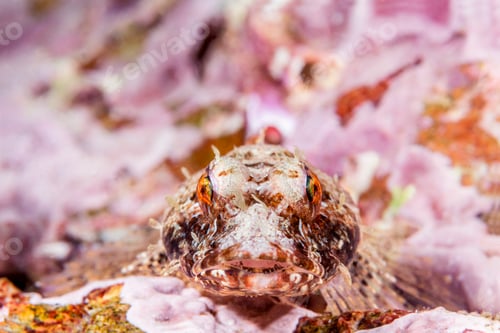 Preview: Coralline sculpin in Channel Islands Park