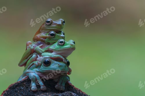 Preview: Four Tree Frogs Flying Frog Sitting on a Stone with Bokeh Background