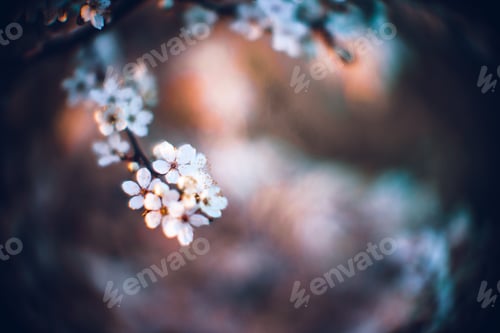 Preview: Closeup shot of a beautiful blossomed cherry tree was a beautiful spring, flowery background