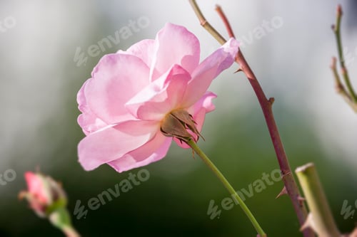 Preview: a beautiful pink rose flower in the garden