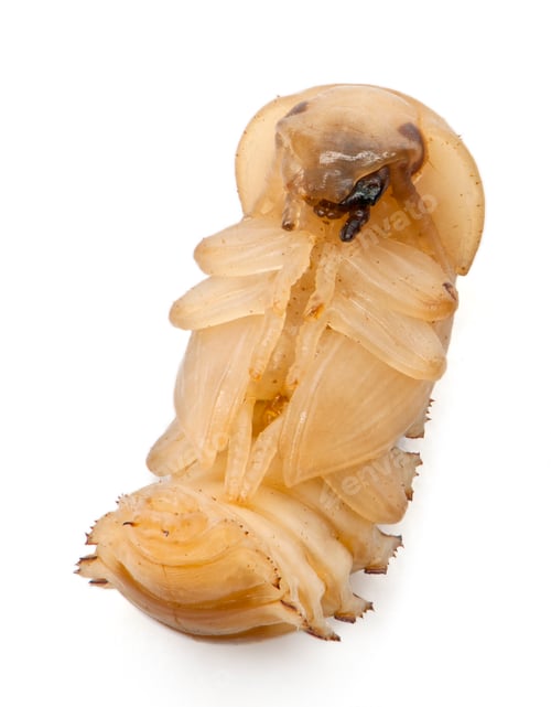 Preview: Larva of Mealworm, Tenebrio molitor, in front of white background
