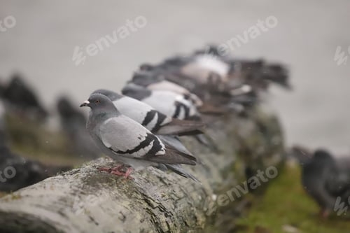 Preview: Pigeons perched on a log by the ocean
