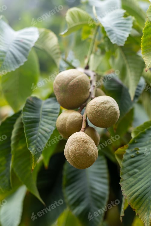Preview: Aesculus flava Fruits on the tree. Green leaves. Bitter chestnut parviflora Koehnei leaf