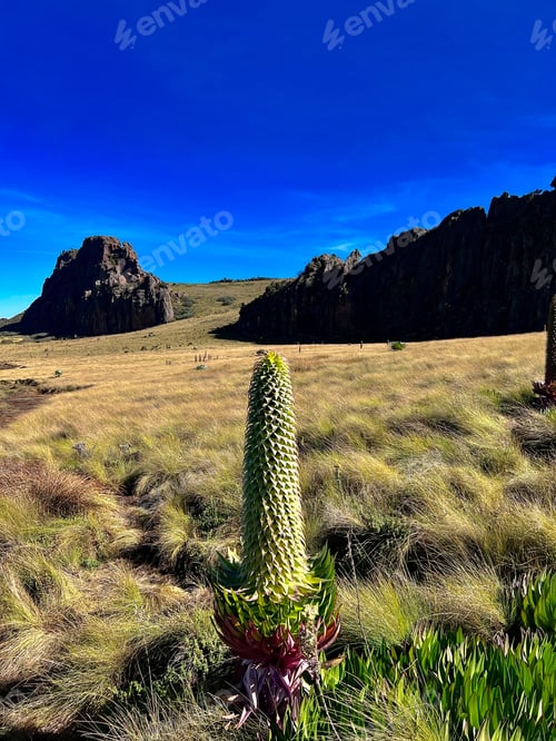 Preview: Mount Kenya Lake Ellis Kenya Landscapes Panoramic scenic Views Plants Vegtations