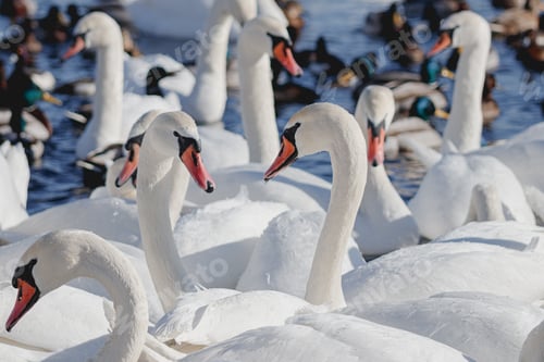 Preview: Flock of swans on winter river in Kyiv Ukraine