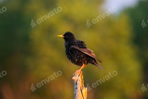 Preview: Common starling or European starling