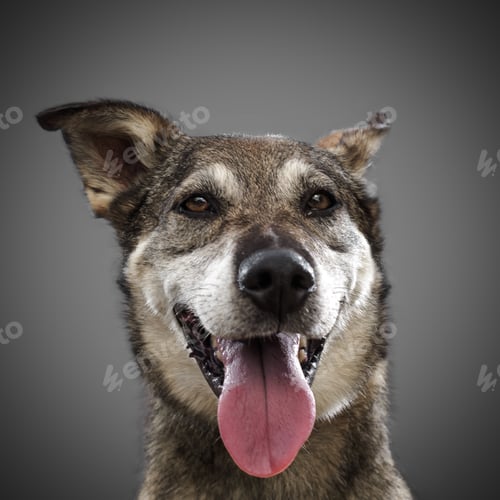 Preview: cute funny dog is the symbol of 2018, stuck out his tongue and smiles, posing on grey background