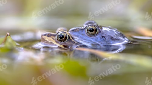 Preview: Moor frog couple submersed in water