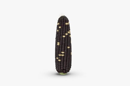 Preview: Purple Corn Cob with Speckled Kernels